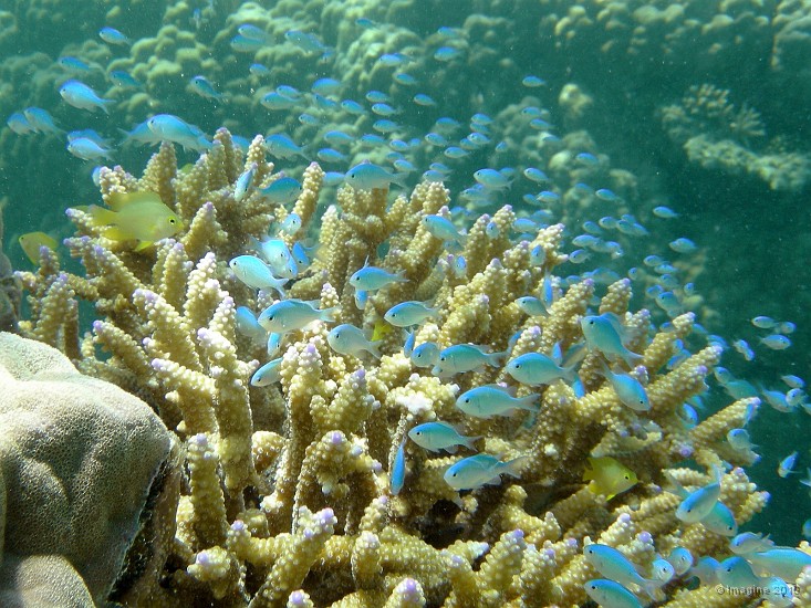125- Banc de chromis dans leur acropore - Ilot Signal.JPG
